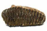 Woolly Mammoth Upper M Molar - North Sea Deposits #337190-2